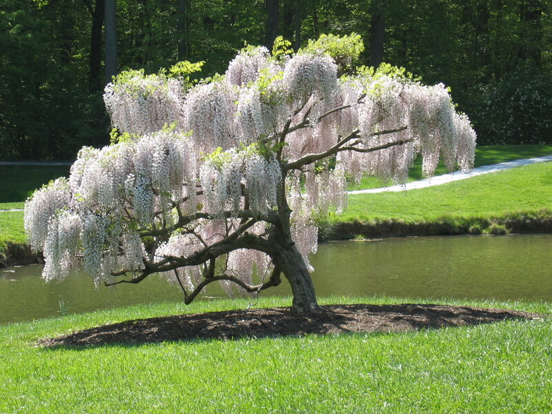 Wisteria tree by a pond
