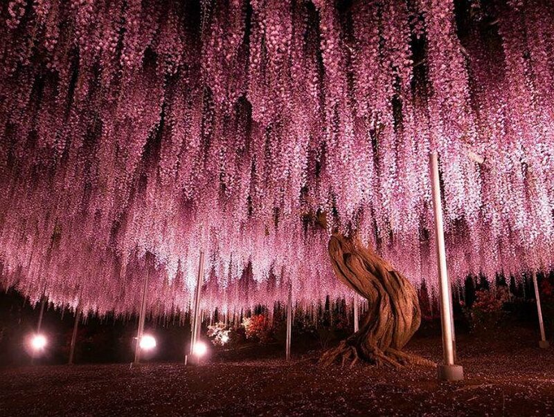 Wisteria Tree Canopy — Purple, Serene, Night