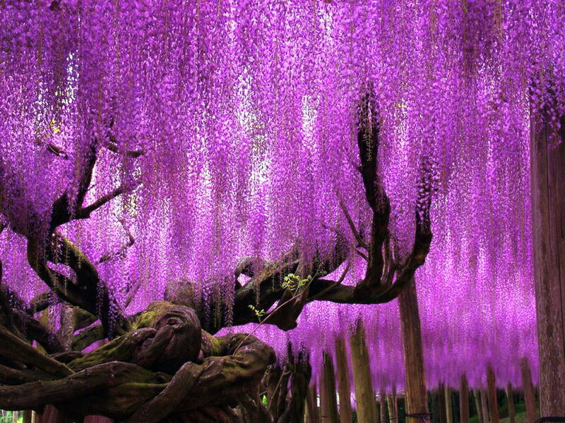 Wisteria Tree Canopy — Purple, Serene, Spring, Photograph