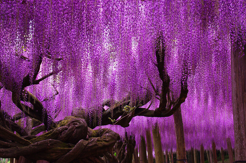 Wisteria Tree Canopy — Purple, Serene, Spring