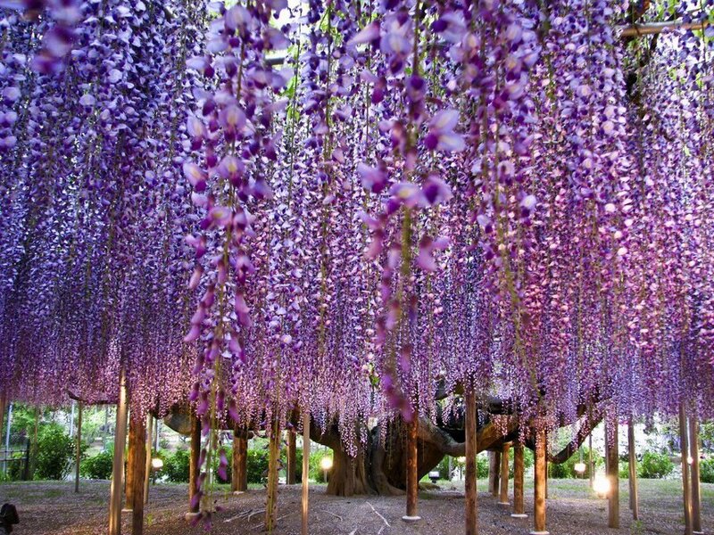 Wisteria Tree Canopy — Purple, Serene