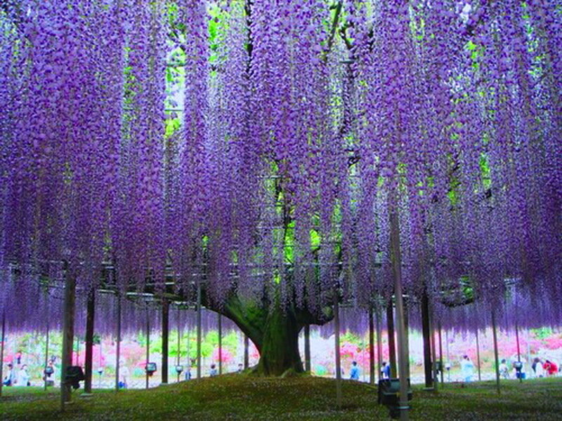 Wisteria Tree Canopy — Purple