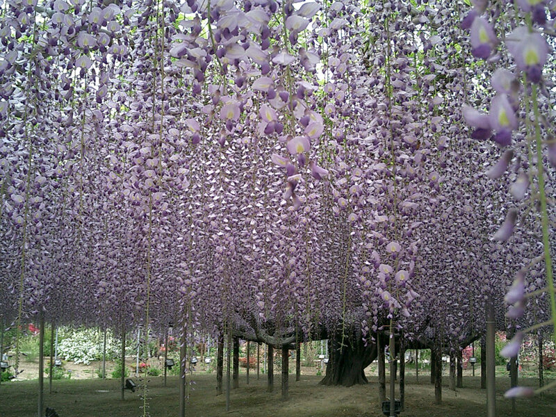 Wisteria Tree Canopy