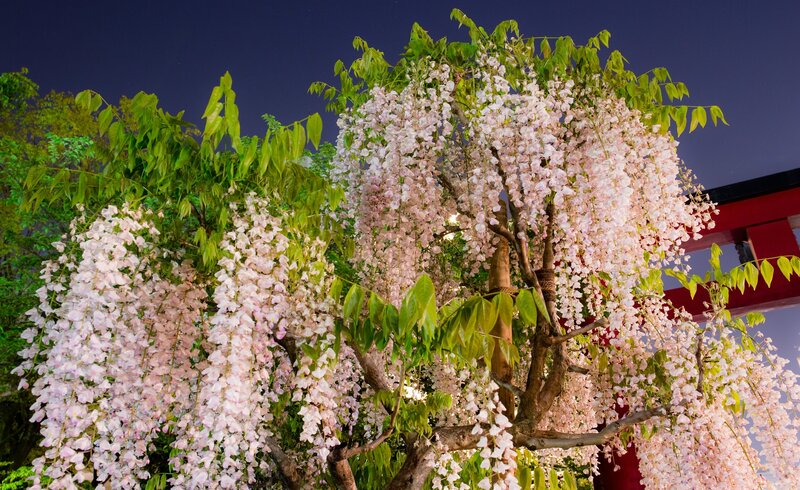 Wisteria Tree in Bloom — Pink, Serene