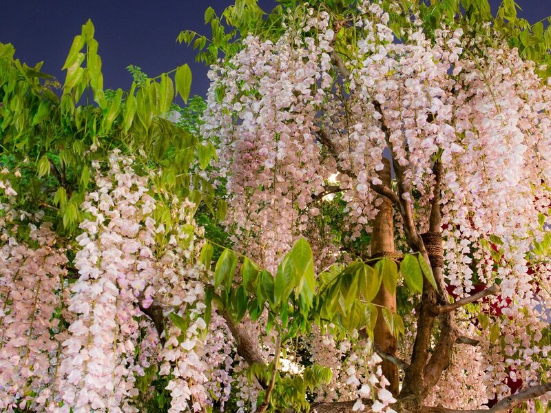 Wisteria Tree in Bloom — Pink