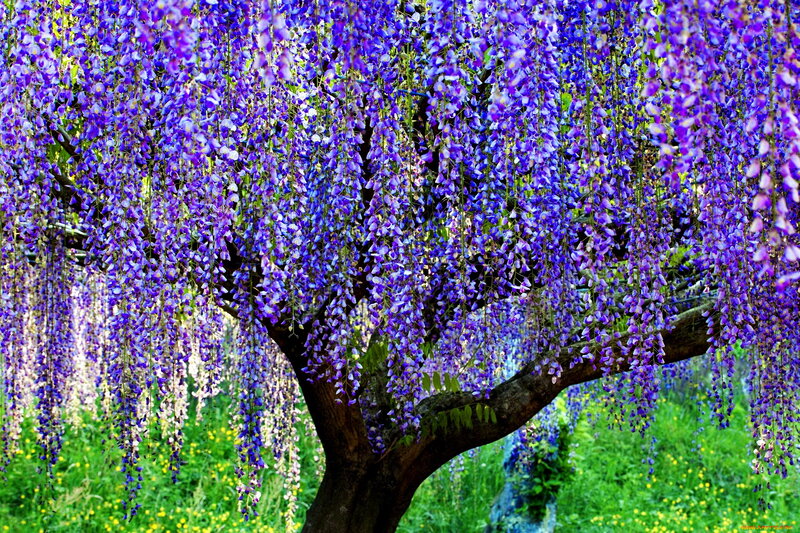 Wisteria Tree in Bloom — Purple, Serene, Spring, Photograph, Flowers, Grass