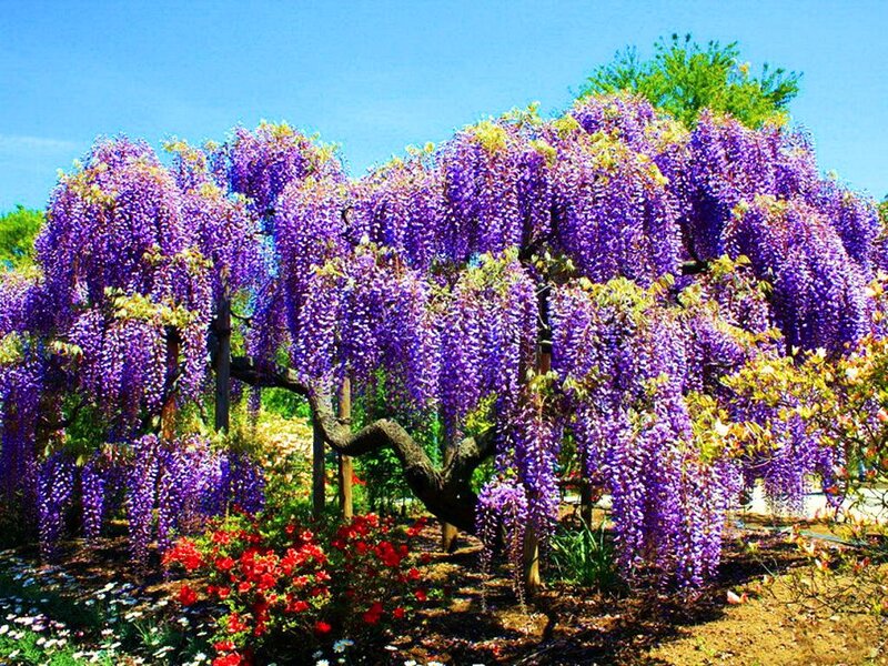 Wisteria Tree in Bloom — Purple, Serene, Spring, Photograph, Flowers, Sky