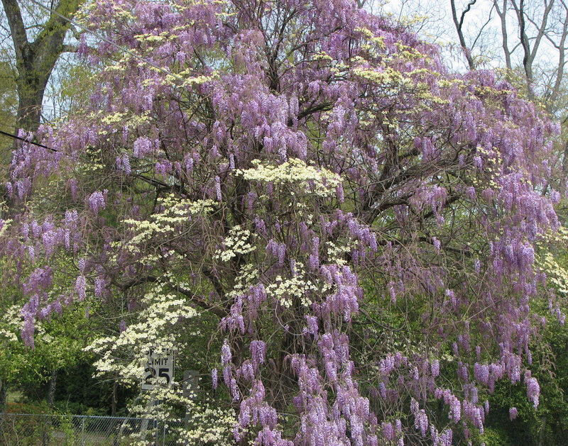 Wisteria Tree in Bloom — Purple, Serene, Spring, Photograph, Flowers