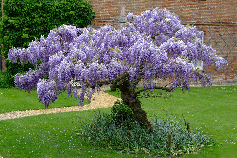 Wisteria Tree in Bloom — Purple, Serene, Spring, Photograph, Gravel Path