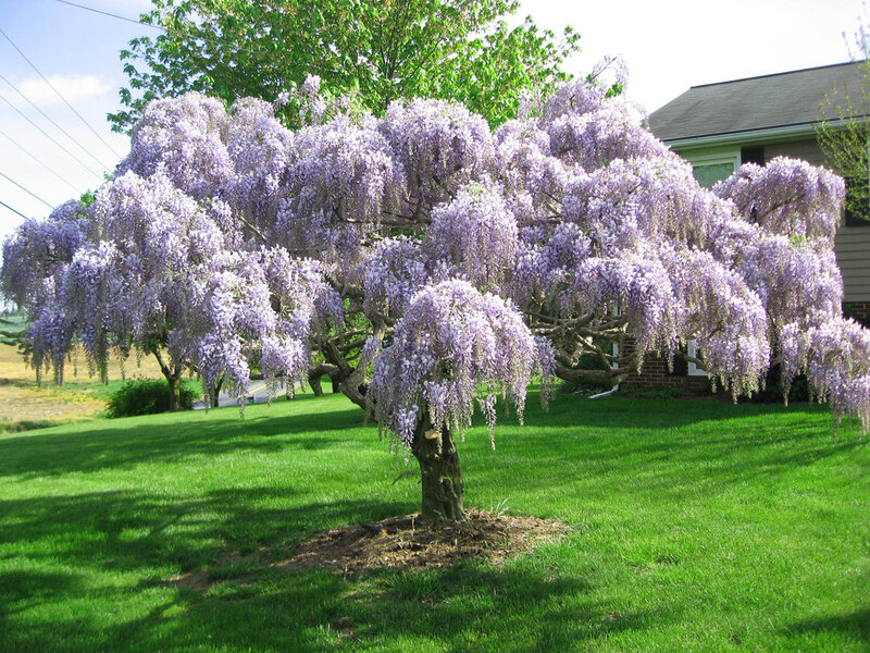 Wisteria Tree in Bloom — Purple, Serene, Spring, Photograph, House
