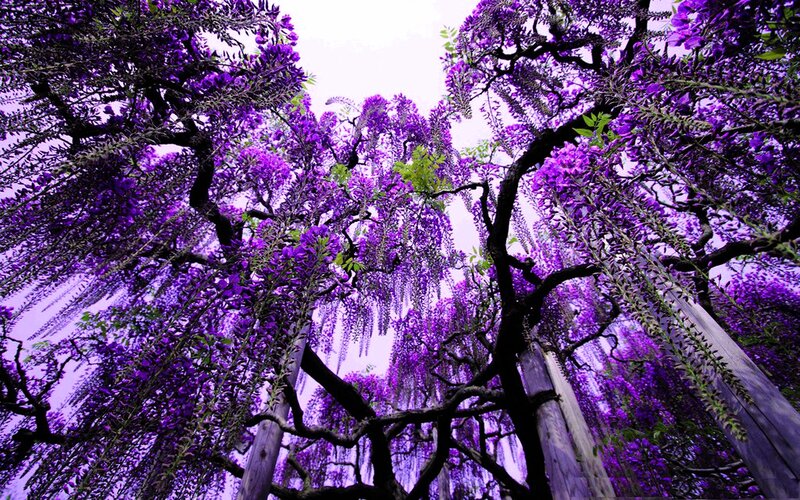 Wisteria Tree in Bloom — Purple, Serene, Spring, Photograph