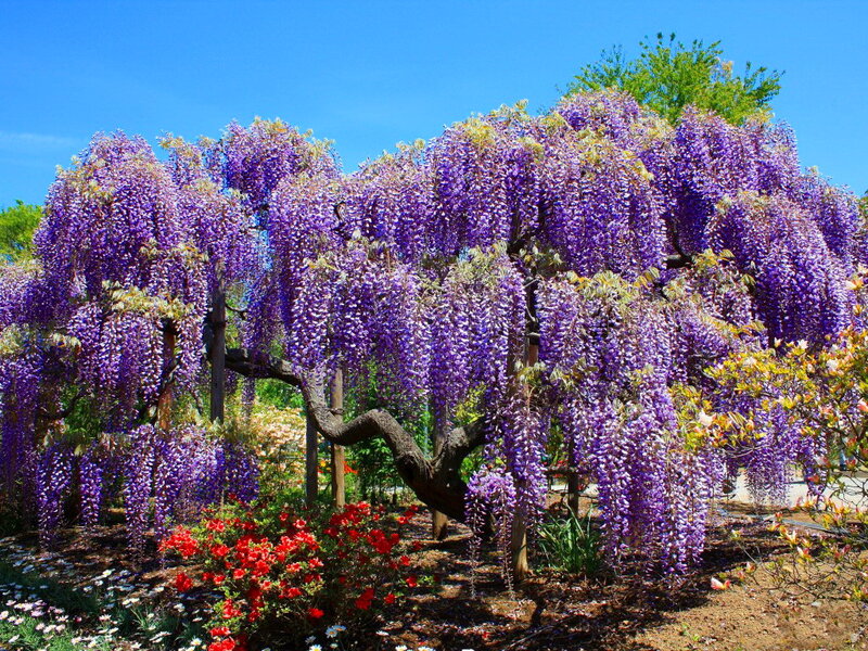 Wisteria Tree in Bloom — Purple, Serene, Spring