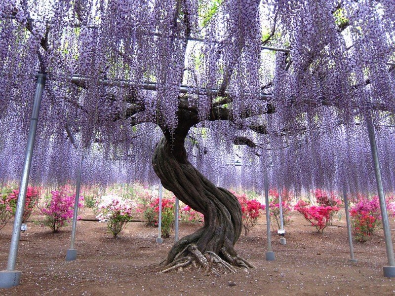 Wisteria Tree in Bloom — Purple, Serene