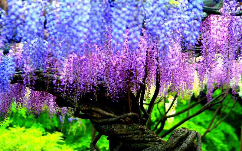 Wisteria Tree in Bloom — Purple, Vibrant