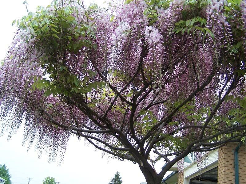 Wisteria Tree in Bloom