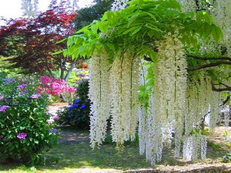 Wisteria Tree in Bloom — White