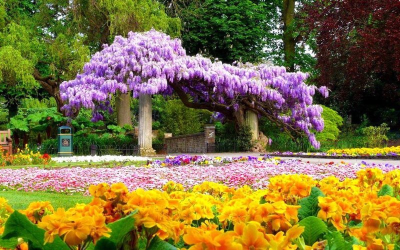 Wisteria Tree in Garden