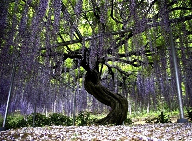Wisteria Tree with Flowers