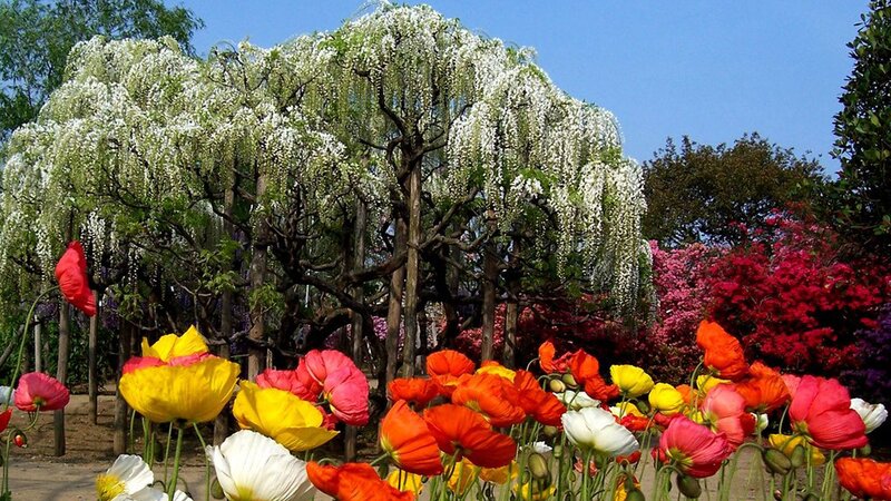 Wisteria Tree with Poppies