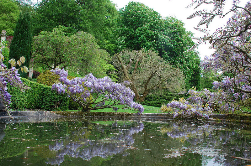Wisteria Trees by Pond