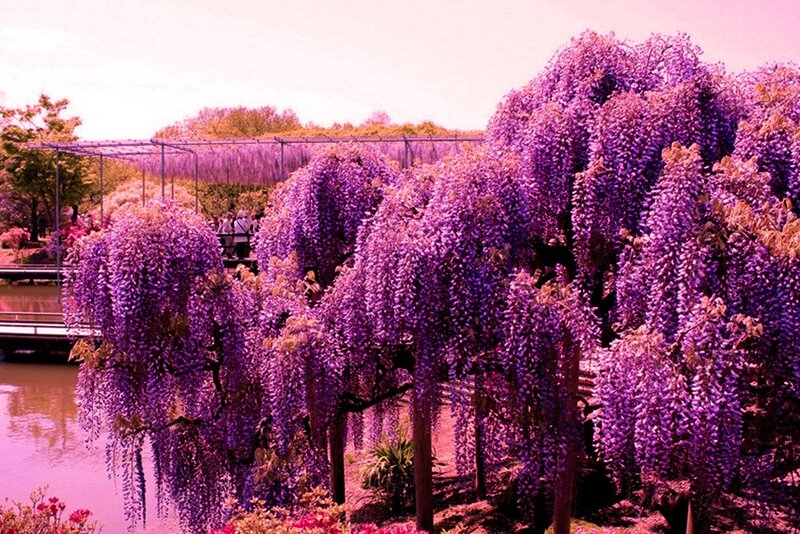 Wisteria Trees in Bloom — Purple
