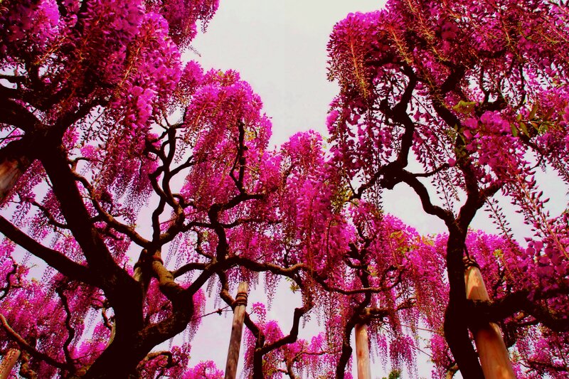 Wisteria Trees in Bloom
