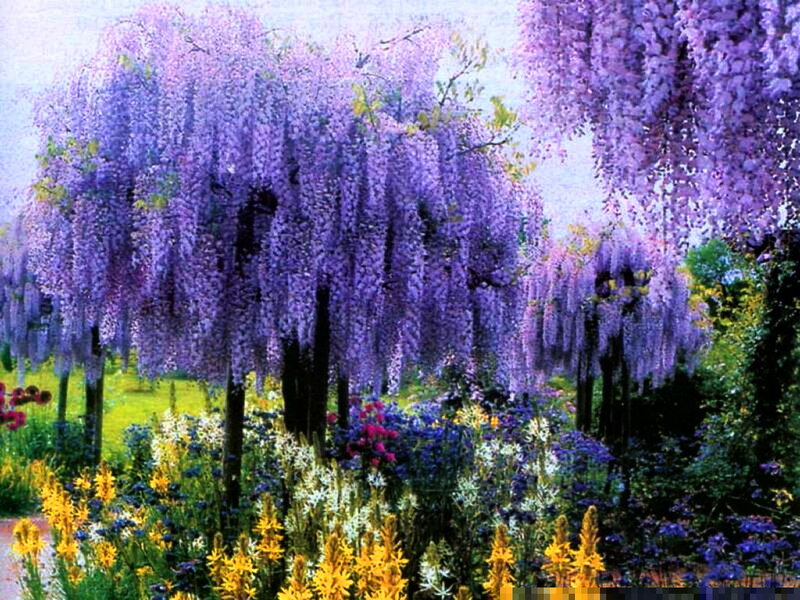 Wisteria Trees in Garden