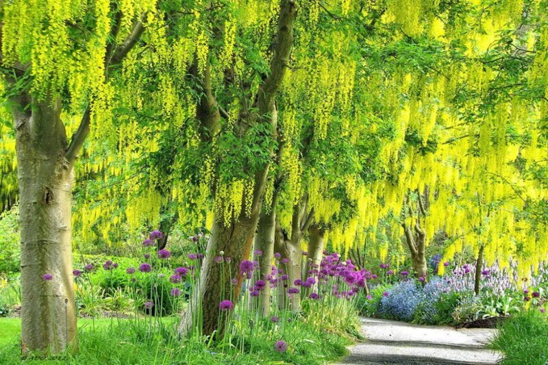 Wisteria Trees in Garden — Yellow