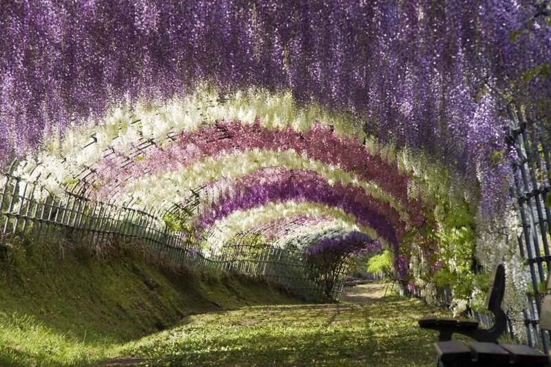 Wisteria tunnel in full bloom