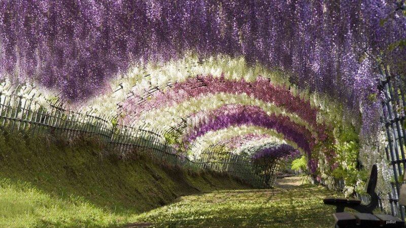 wisteria tunnel in japan