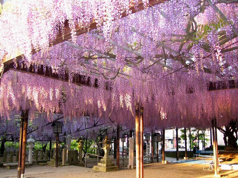 Wisteria tunnel in Japan