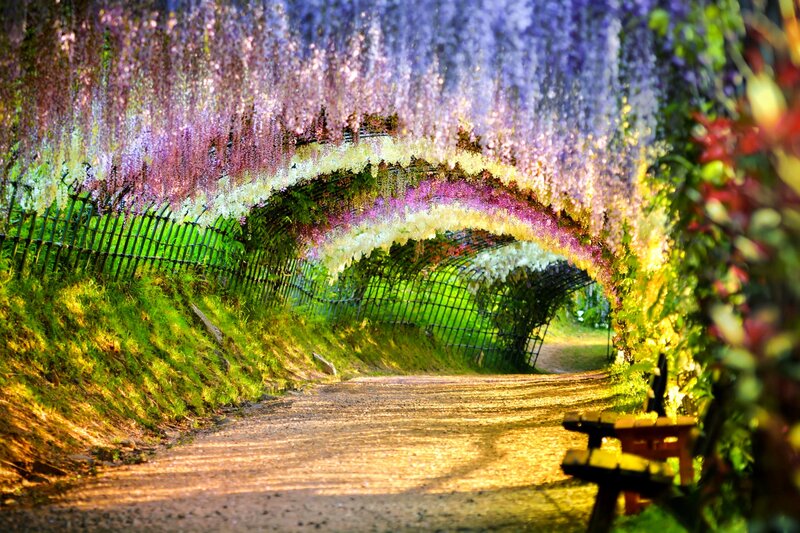 Wisteria Tunnel Path — Purple, Serene, Spring