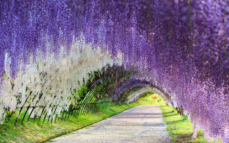 Wisteria Tunnel Path — Purple, Serene