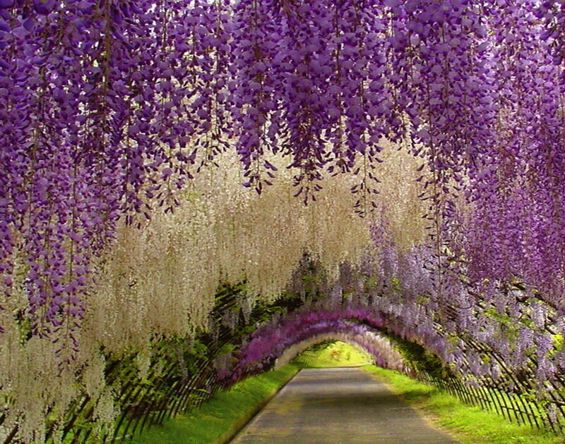 Wisteria Tunnel Path — Purple