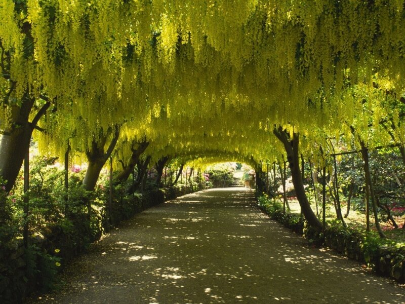 Wisteria Tunnel Path