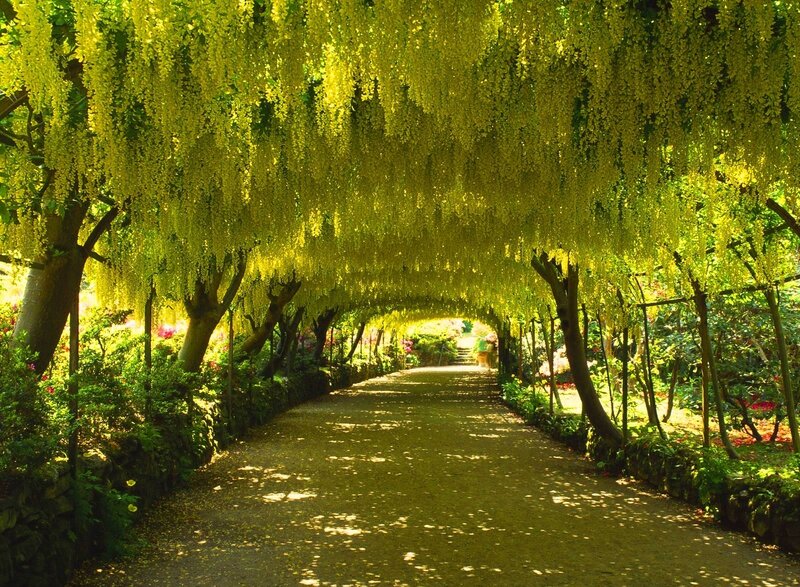 wisteria tunnel pathway