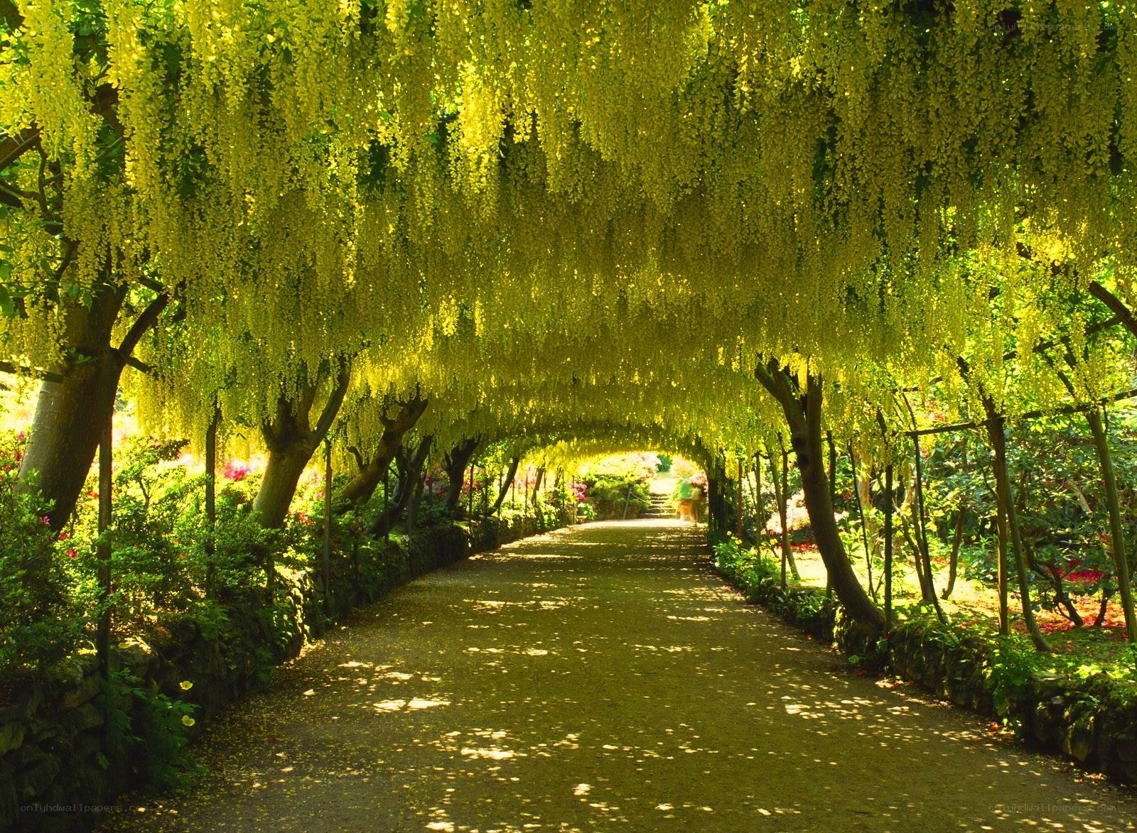 wisteria tunnel pathway