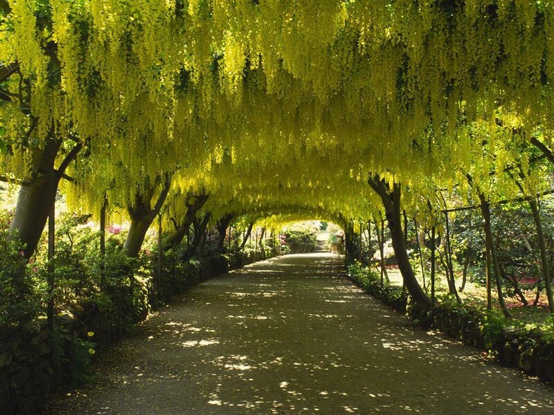 wisteria tunnel pathway