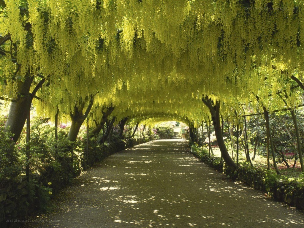 wisteria tunnel pathway
