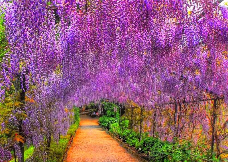Wisteria tunnel pathway