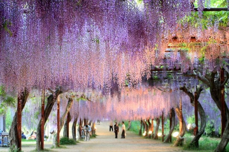 Wisteria Tunnel Pathway — Purple