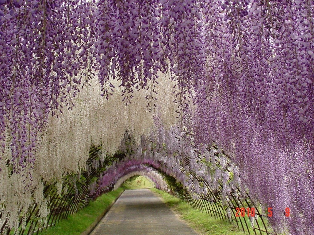 Wisteria tunnel pathway