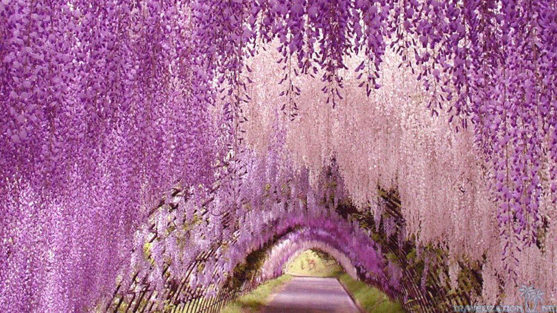 Wisteria Tunnel — Purple, Serene, Spring