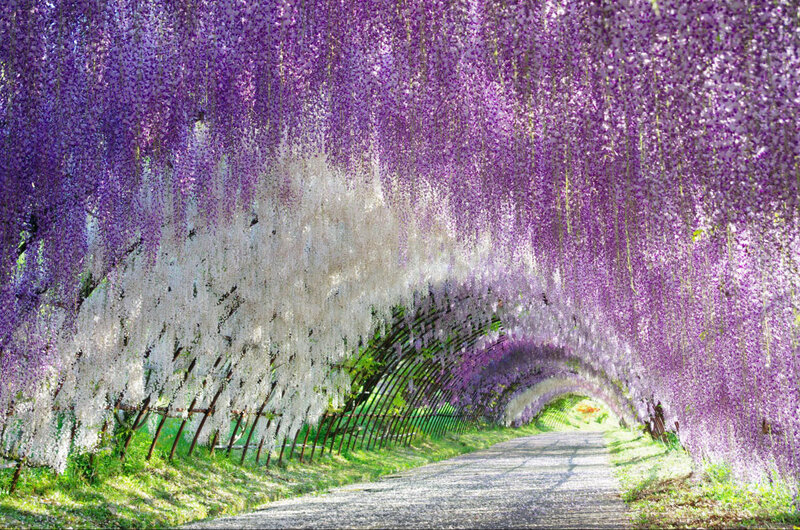Wisteria Tunnel — Purple, Serene