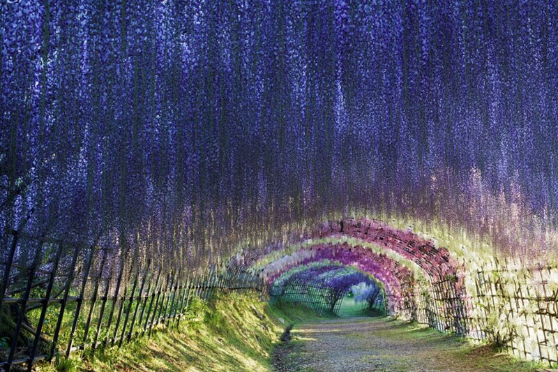 Wisteria Tunnel — Purple