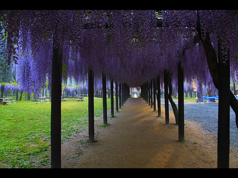 Wisteria Tunnel
