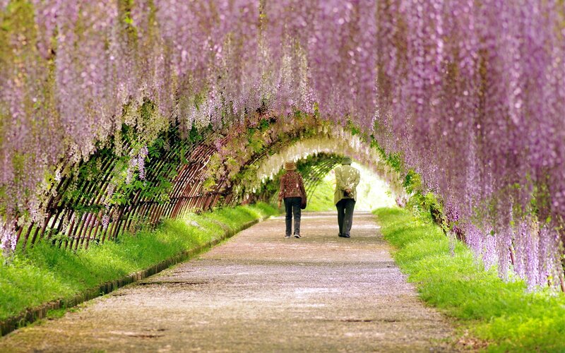 Wisteria tunnel walk