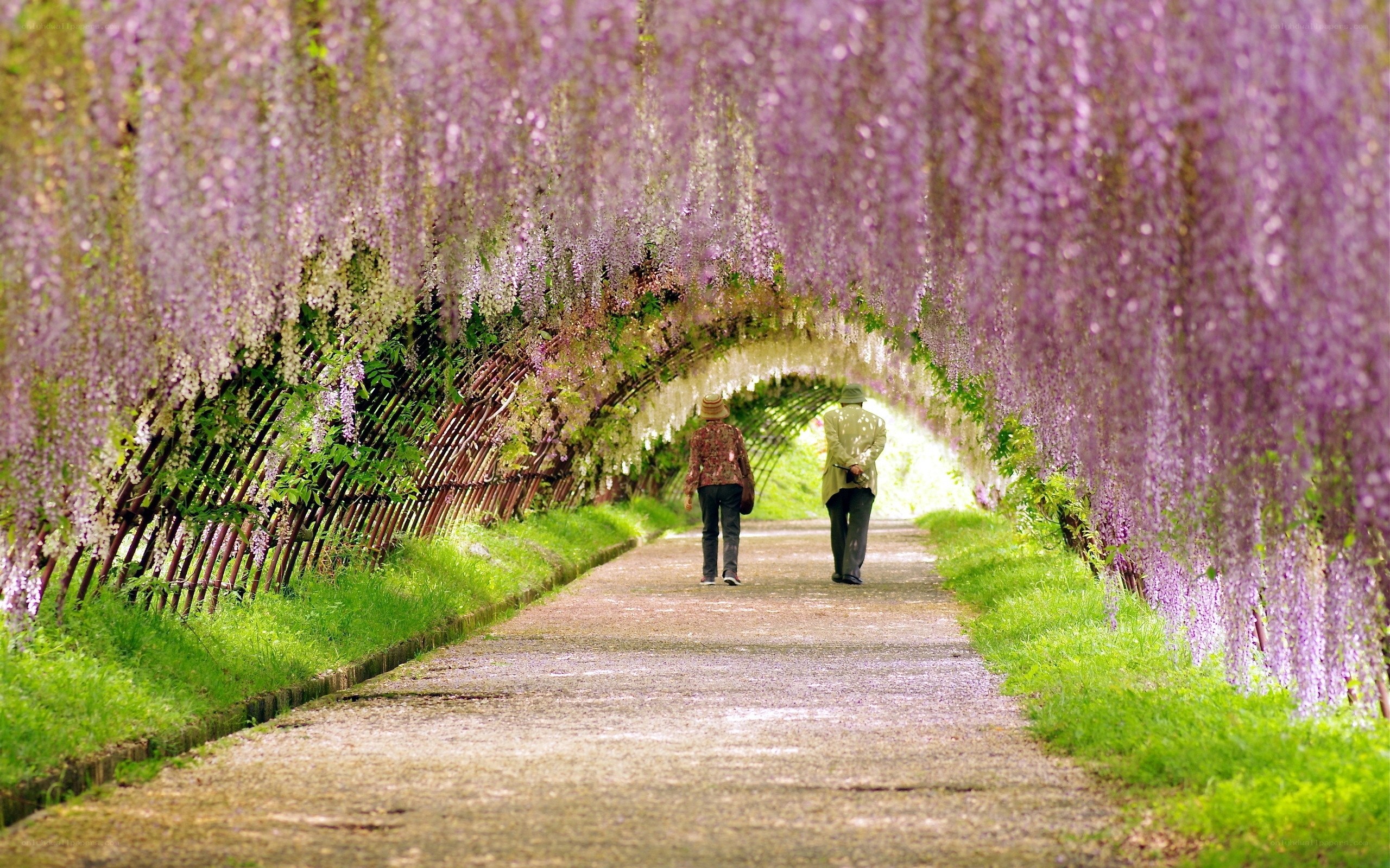 Wisteria tunnel walk