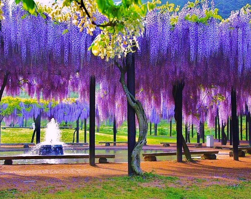 Wisteria tunnel with fountain