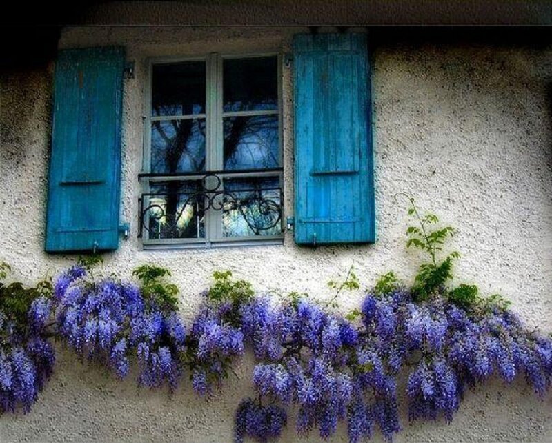 Wisteria under Window